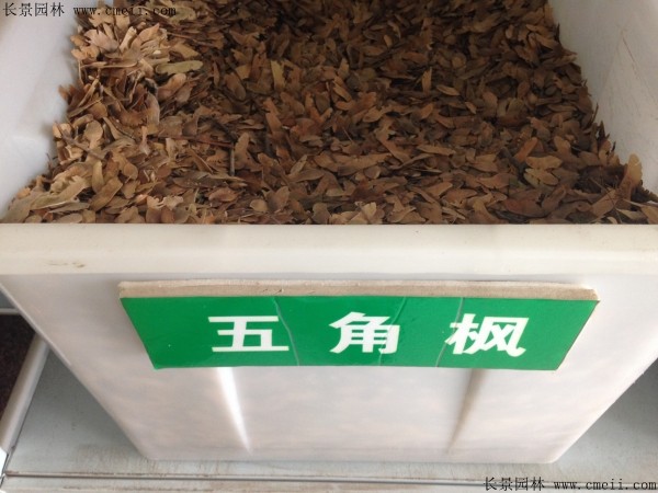 <a href='https://www.lvbad.com/linmuzhongzi/1781.html' target='_blank'>五角枫种子</a>图片