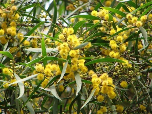 台湾<a href='https://www.lvbad.com/linmuzhongzi/2278.html' target='_blank'>相思树</a>开花图片