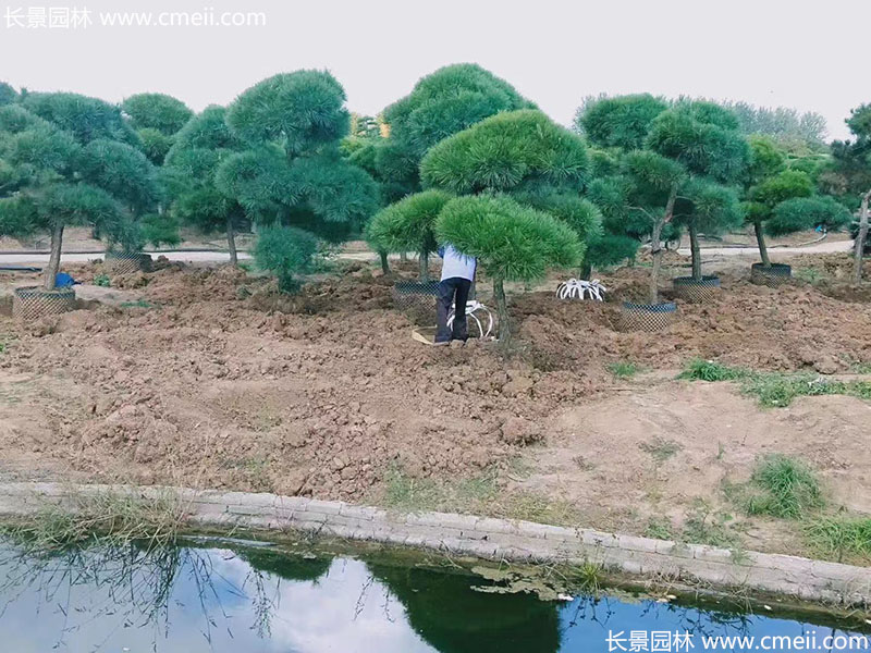 景观树造型黑松大型地景